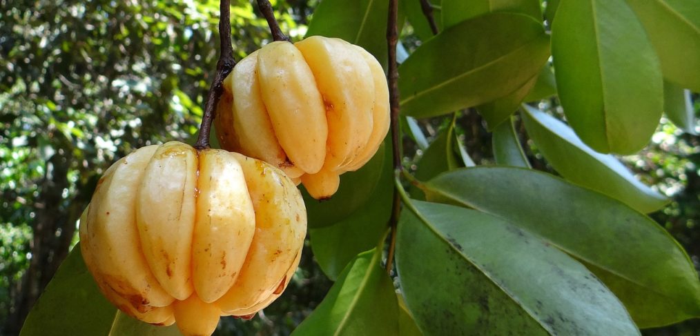 garcinia cambogia pure